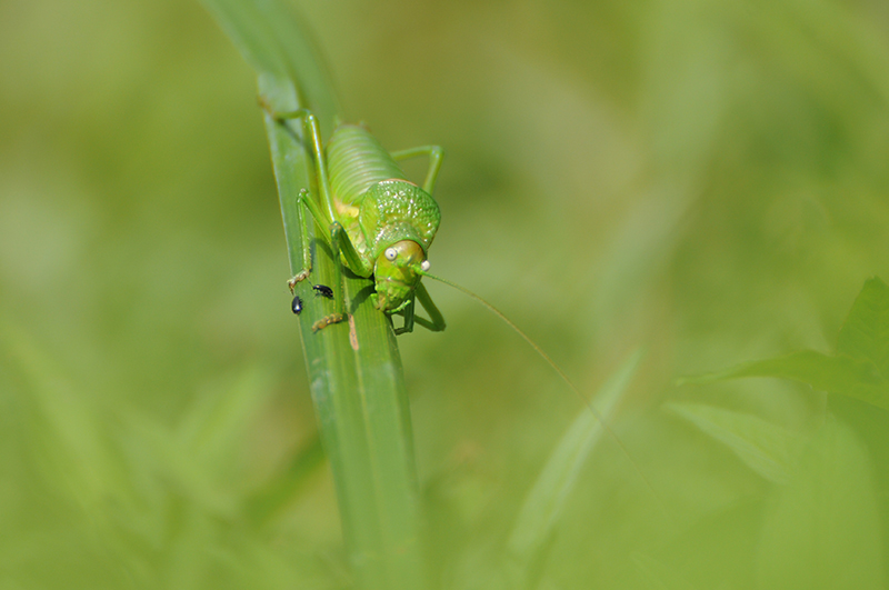 Photo Insectes Éphippigère carénée (Uromenus rugosicollis)