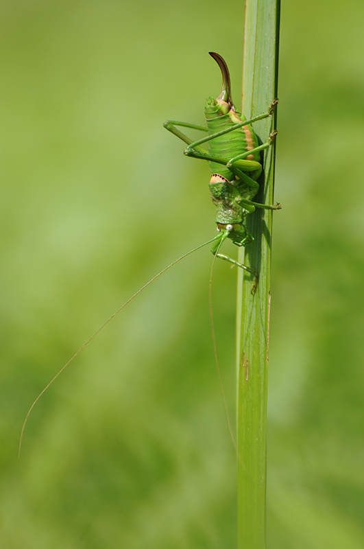 Photo Insectes Éphippigère carénée (Uromenus rugosicollis)