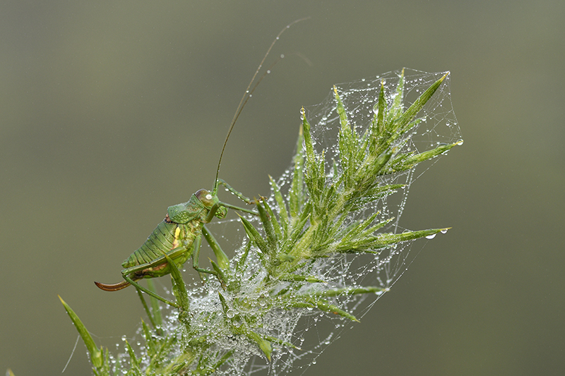 Photo Insectes  Ephippigère carénée (Uromenus rugosicollis)