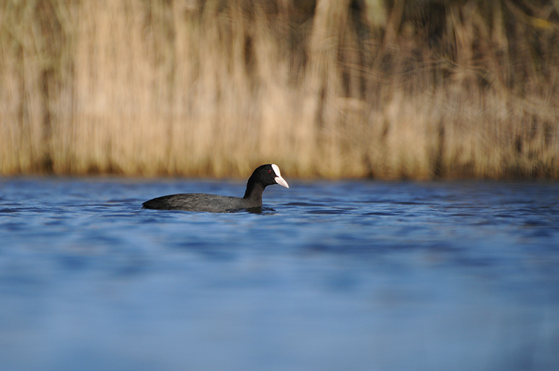 Photo Oiseaux Foulque macroule (Fulica atra)