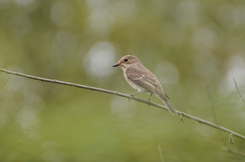 Photo Oiseaux Gobemouche gris (Muscicapa striata)