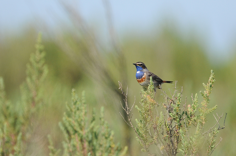 Photo Oiseaux Gorgebleue à miroir (Luscinia svecica)