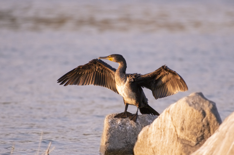 Photo Oiseaux Grand cormoran (Phalacrocorax carbo)