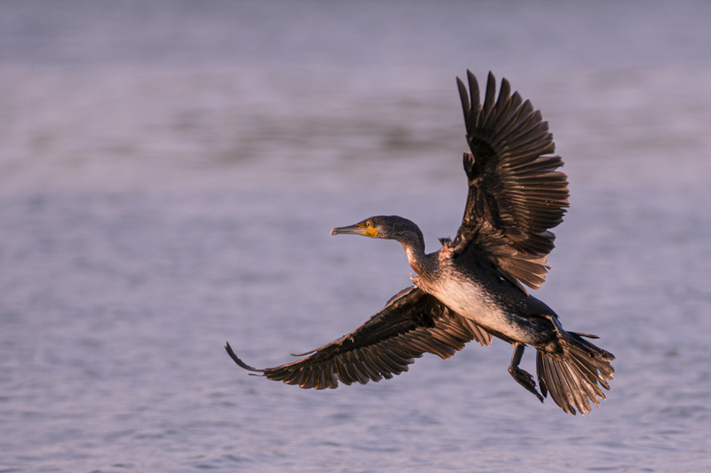 Photo Oiseaux Grand cormoran (Phalacrocorax carbo)