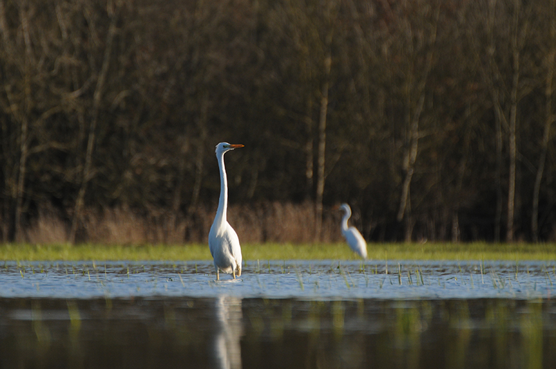 Photo Oiseaux Grande aigrette (Ardea alba)