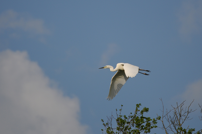 Photo Oiseaux Grande aigrette (Ardea alba)