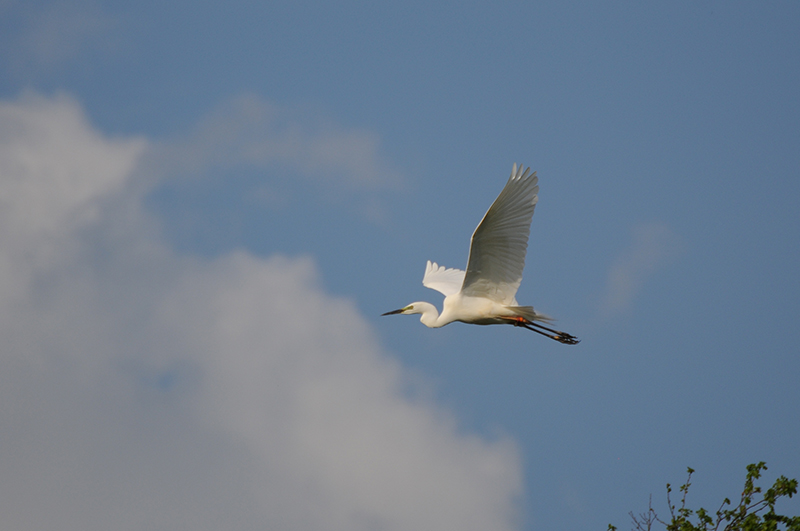 Photo Oiseaux Grande aigrette (Ardea alba)