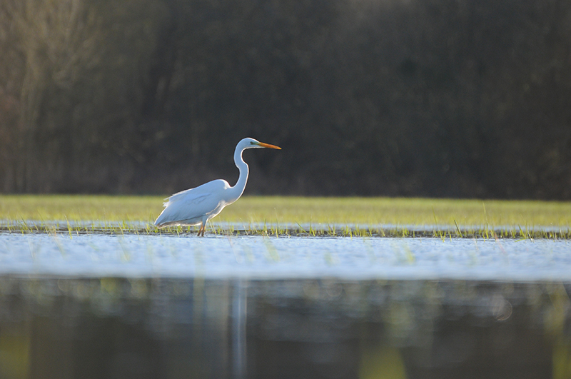 Photo Oiseaux Grande aigrette (Ardea alba)