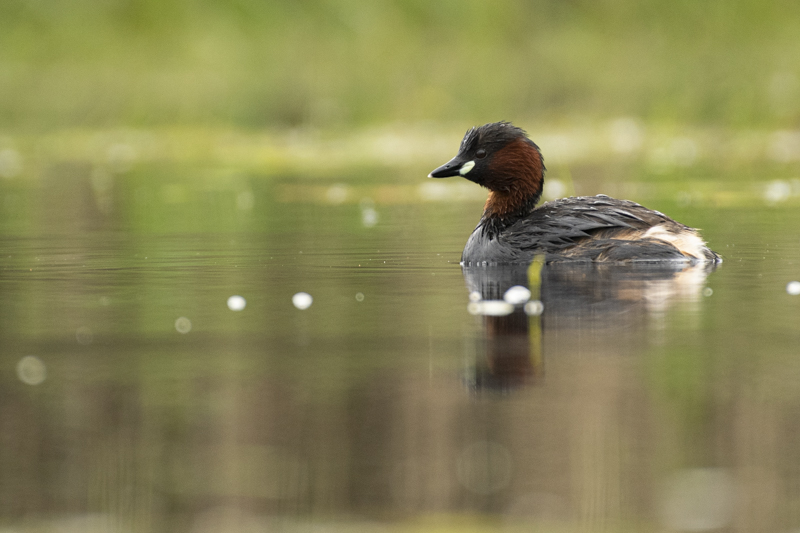 Photo Oiseaux Grèbe castagneux (Tachybaptus ruficollis)