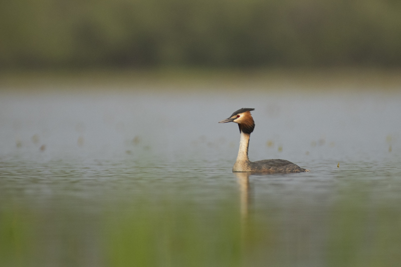 Photo Oiseaux Grèbe huppé (Podiceps cristatus)