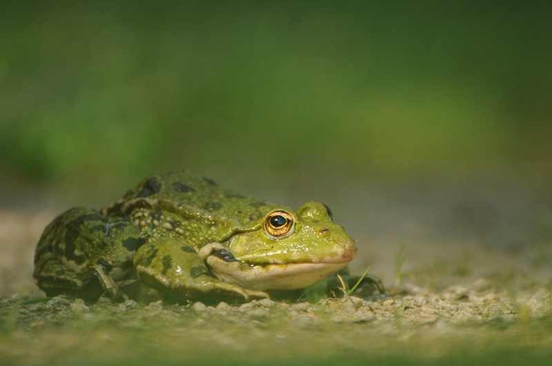 Photo Amphibiens Grenouille verte 