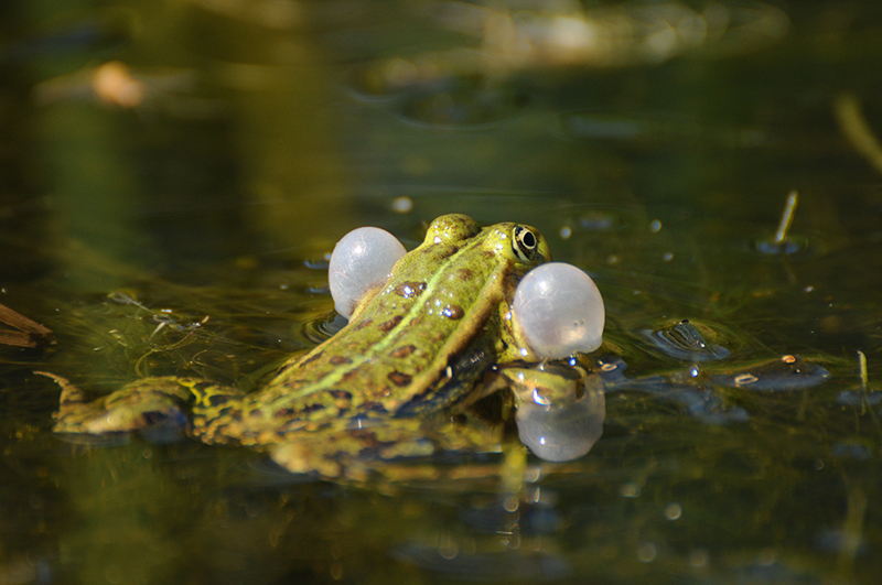 Photo Amphibiens Grenouille verte 