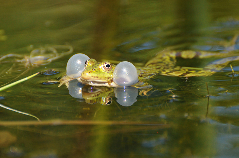 Photo Amphibiens Grenouille verte 