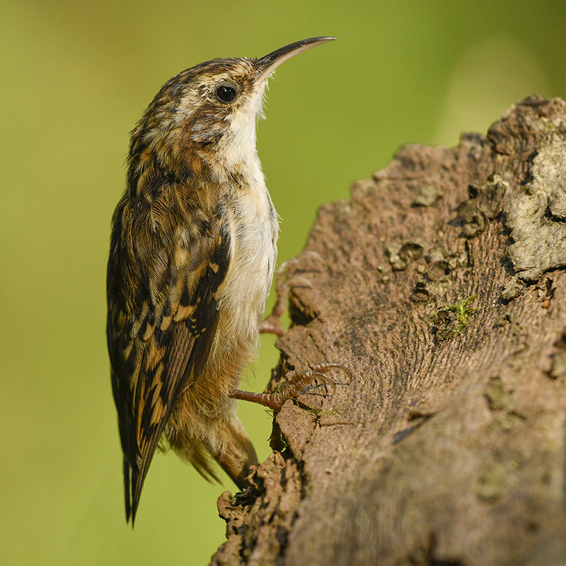 Photo Oiseaux Grimpereau des jardins (Certhia brachydactyla)