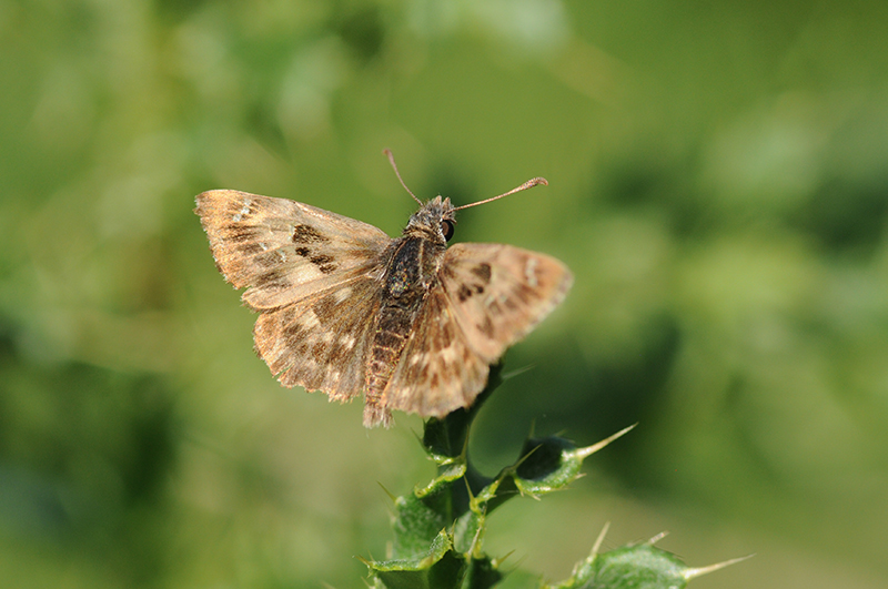 Photo Insectes Hespérie de l'alcée (Carcharodus alceae)