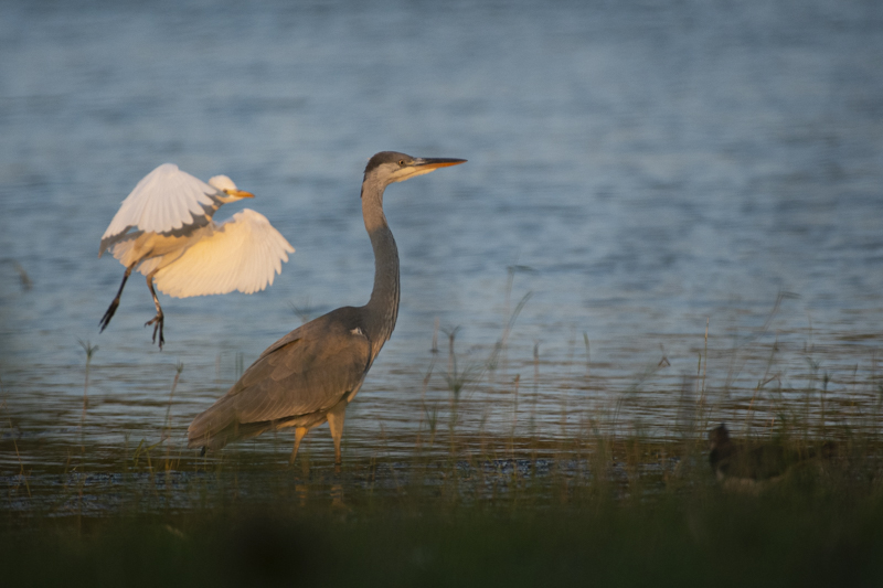 Photo Oiseaux Héron cendré (Ardea cinerea)