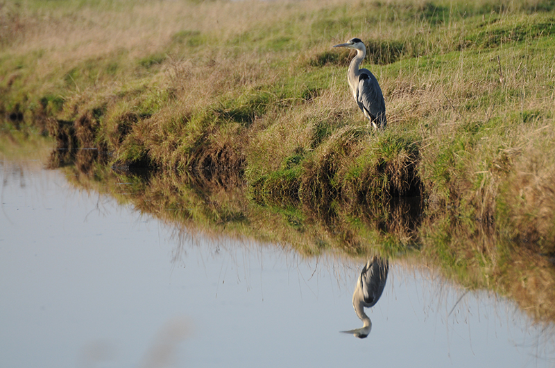 Photo Oiseaux Héron cendré (Ardea cinerea)