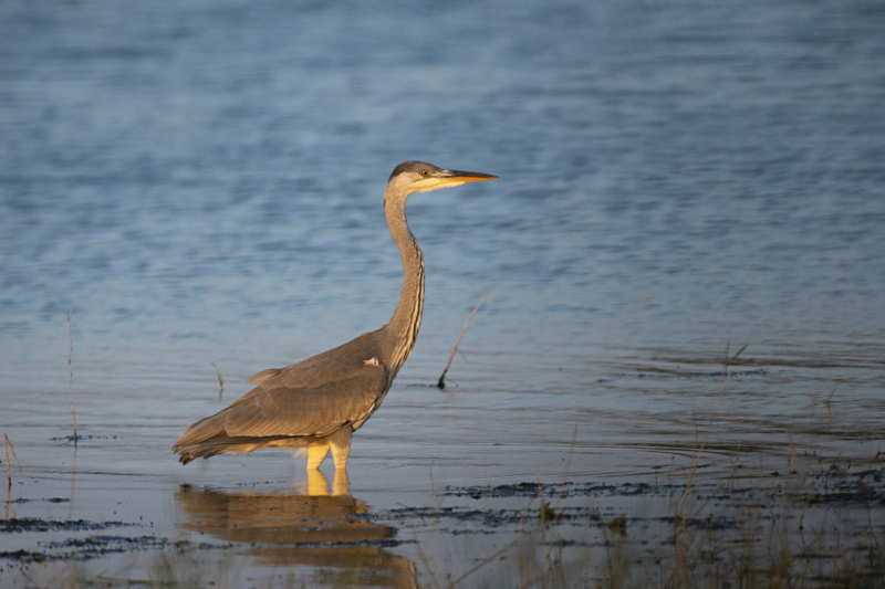 Photo Oiseaux Héron cendré (Ardea cinerea)