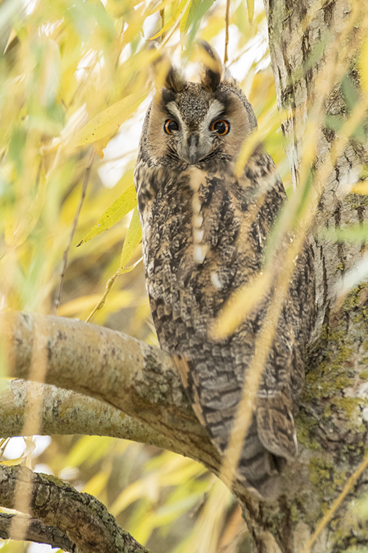 Photo Oiseaux Hibou moyen-duc (Asio otus)