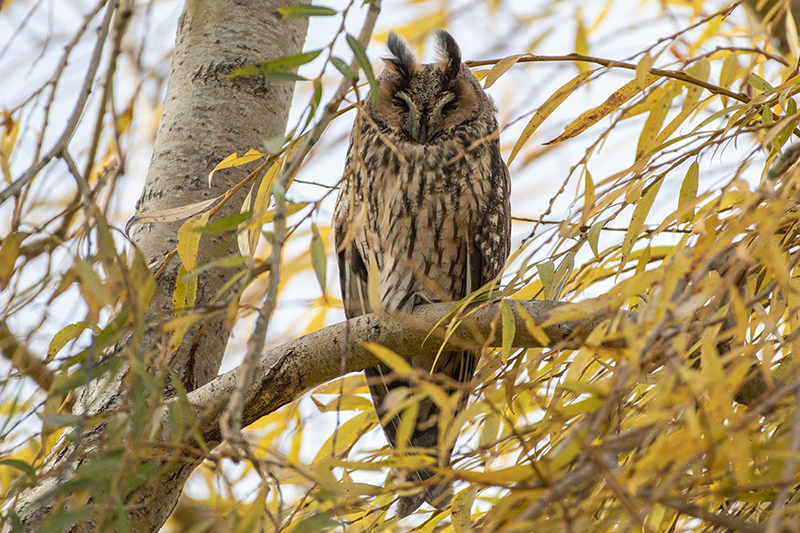 Photo Oiseaux Hibou moyen-duc (Asio otus)