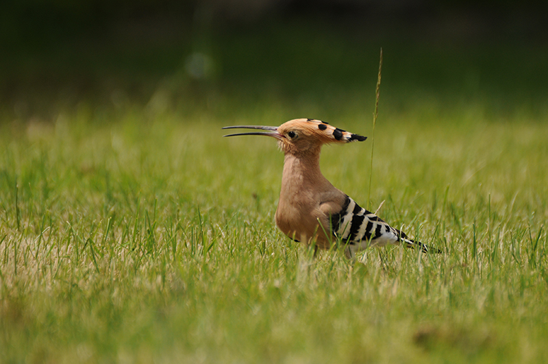 Photo Oiseaux Huppe fasciée (Upupa epops)