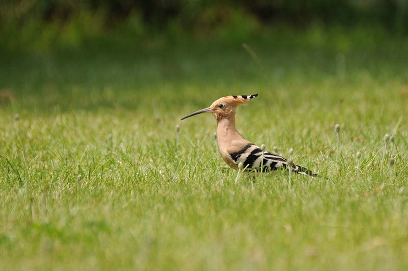 Photo Oiseaux Huppe fasciée (Upupa epops)