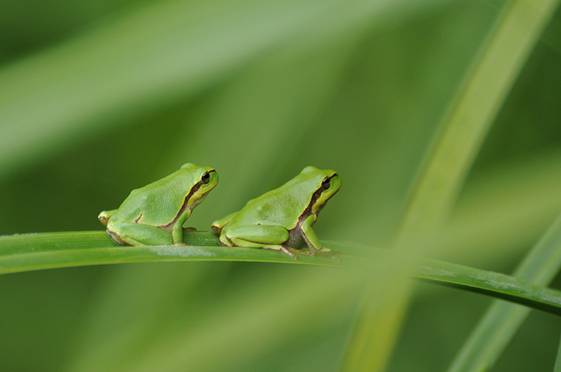 Photo Amphibiens Rainette verte (Hyla arborea)