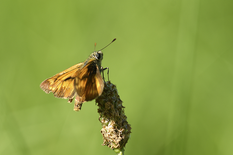 Photo Insectes Sylvaine (Ochlodes sylvanus)