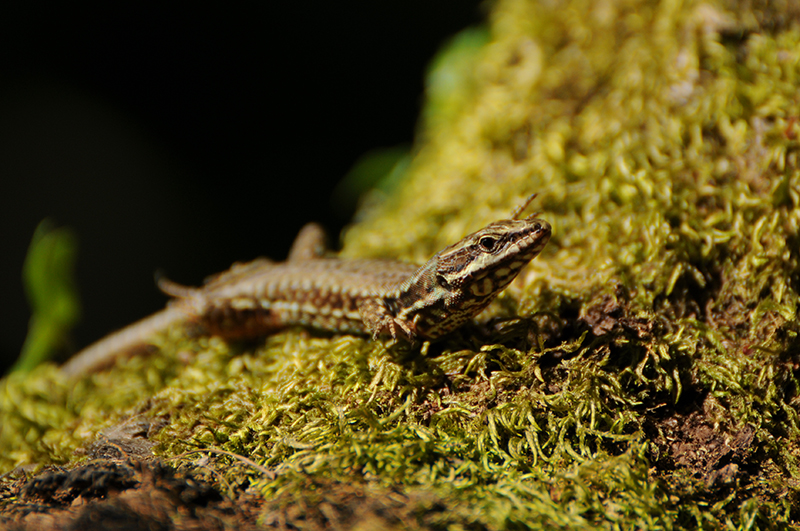 Photo Reptiles Lézard des murailles (Podarcis muralis)