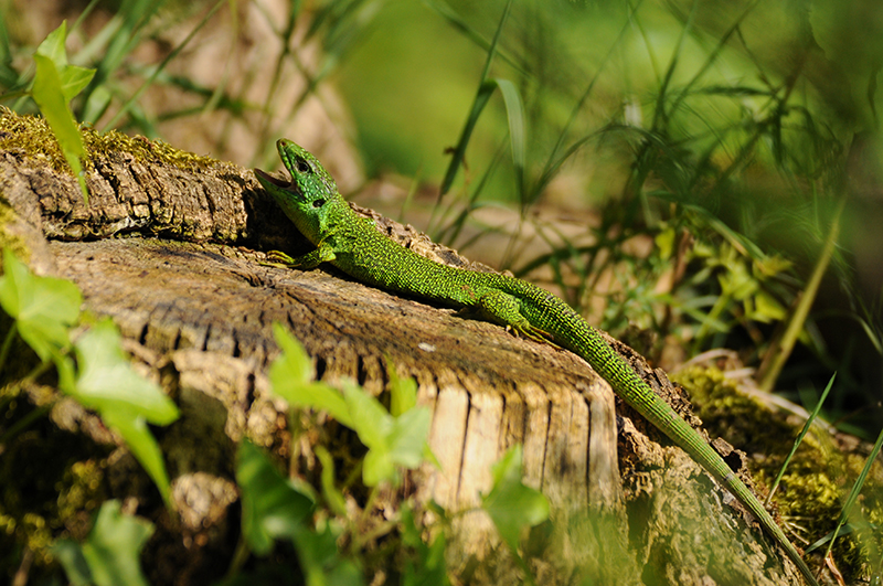 Photo Reptiles Lézard vert (Lacerta bilineata)