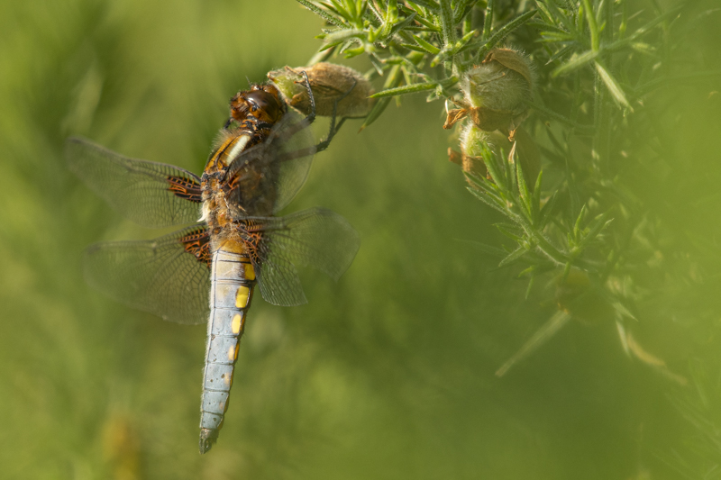 Photo Insectes Libellule déprimée (Libellula depressa)