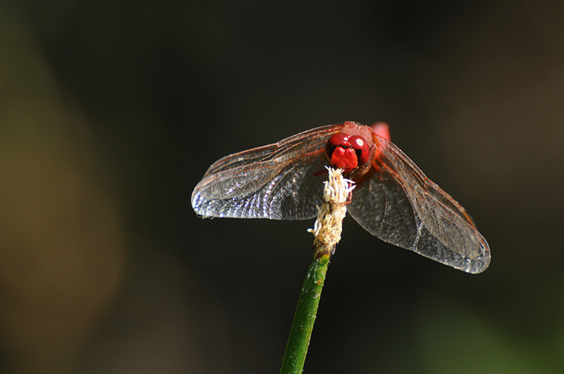 libellule-ecarlate-crocothemis-erythraea-face.jpg Libellule écarlate (Crocothemis erythraea)