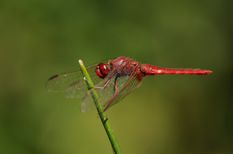 libellule-ecarlate-crocothemis-erythraea-profil.jpg Libellule écarlate (Crocothemis erythraea)