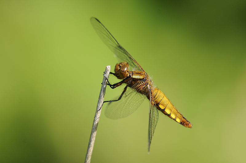 Photo Insectes Libellule déprimée (Libellula depressa)