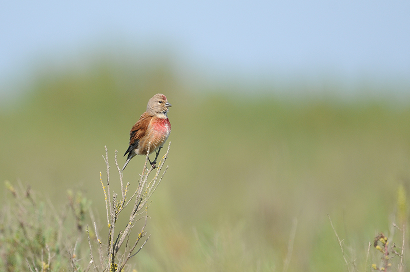 Photo Oiseaux Linotte mélodieuse (Linaria cannabina)