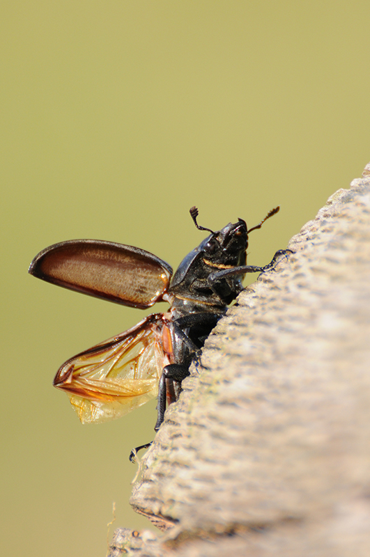 Photo Insectes Lucane cerf-volant (Lucanus cervus)