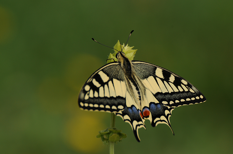 Photo Insectes Machaon (Papilio machaon)