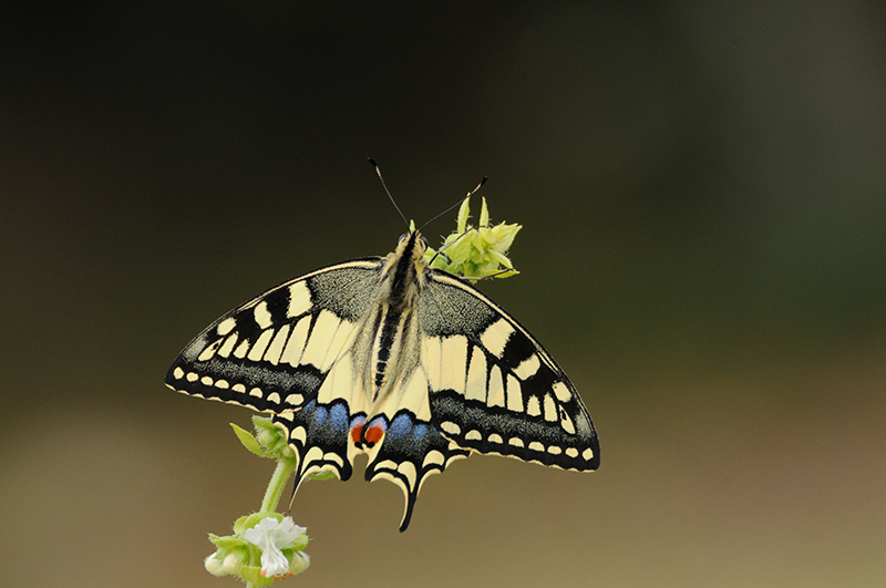 Photo Insectes Machaon (Papilio machaon)