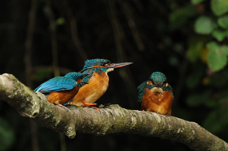 Photo Oiseaux Martin-pêcheur d'Europe (Alcedo atthis)