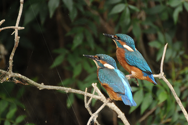 Photo Oiseaux Martin-pêcheur d'Europe (Alcedo atthis)