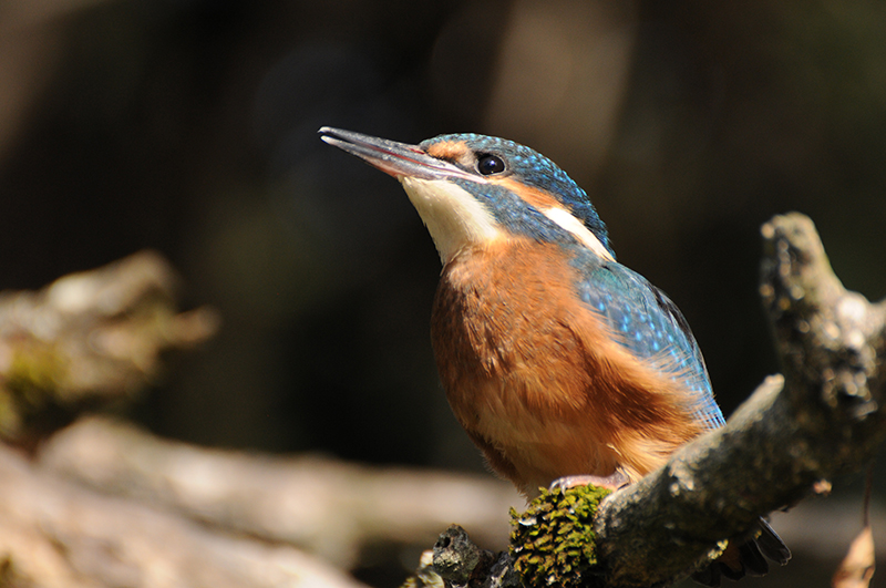 Photo Oiseaux Martin-pêcheur d'Europe (Alcedo atthis)