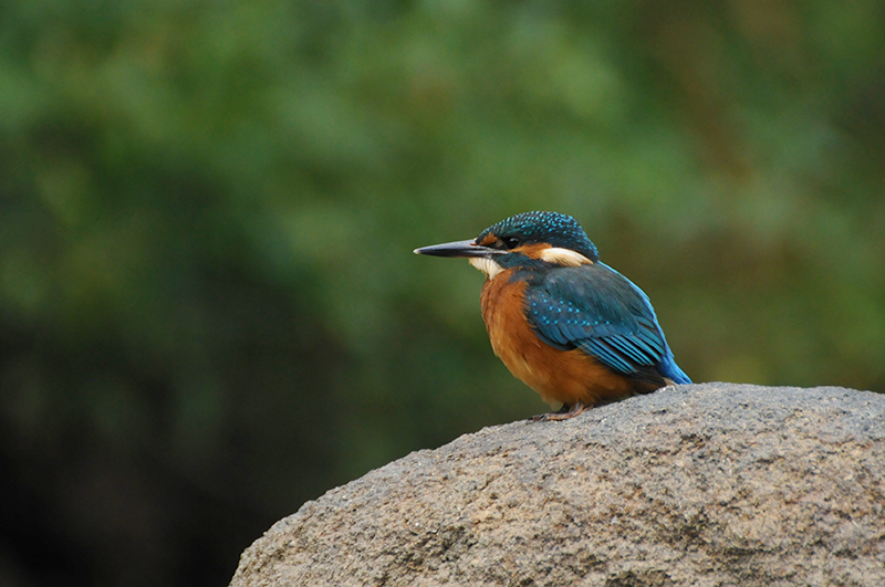 Photo Oiseaux Martin-pêcheur d'Europe (Alcedo atthis)