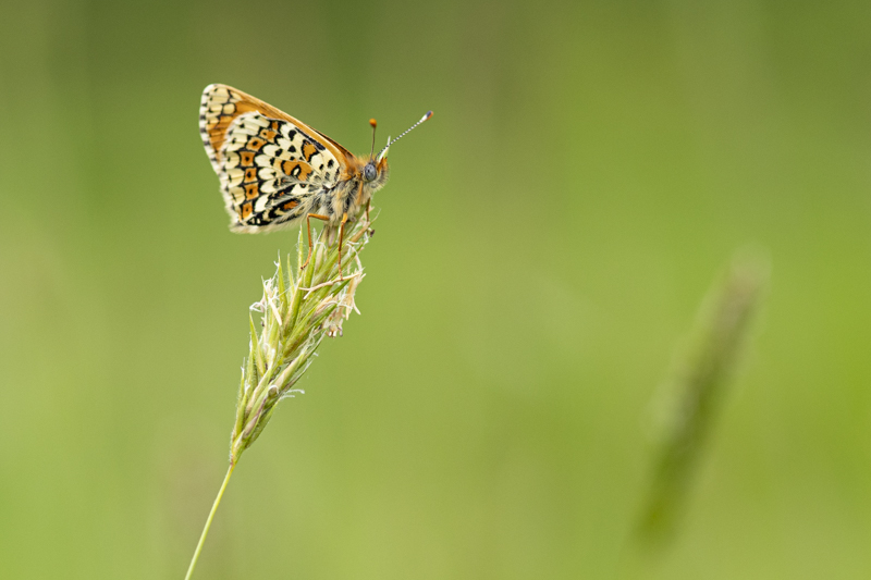 Photo Insectes Mélitée du plantain (Melitaea cinxia)