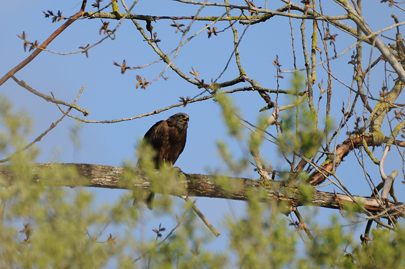 Photo Oiseaux Milan noir (Milvus migrans)