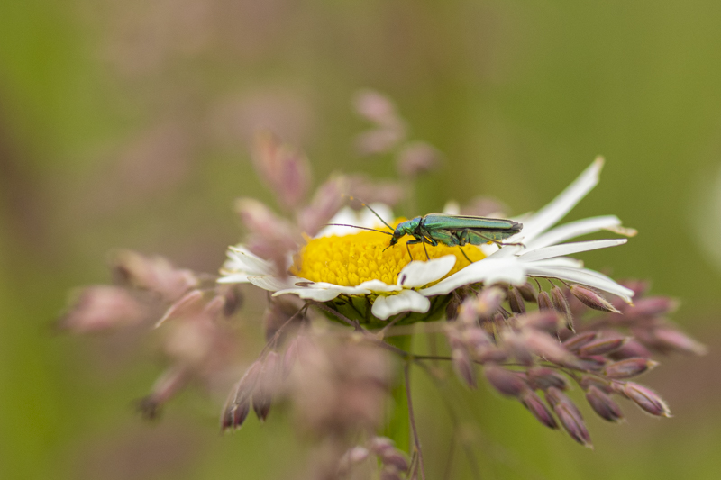 Photo Insectes œdémère noble (Oedemera nobilis)