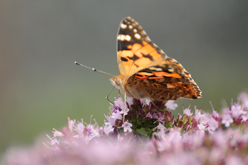 Photo Insectes Belle Dame (Vanessa cardui)