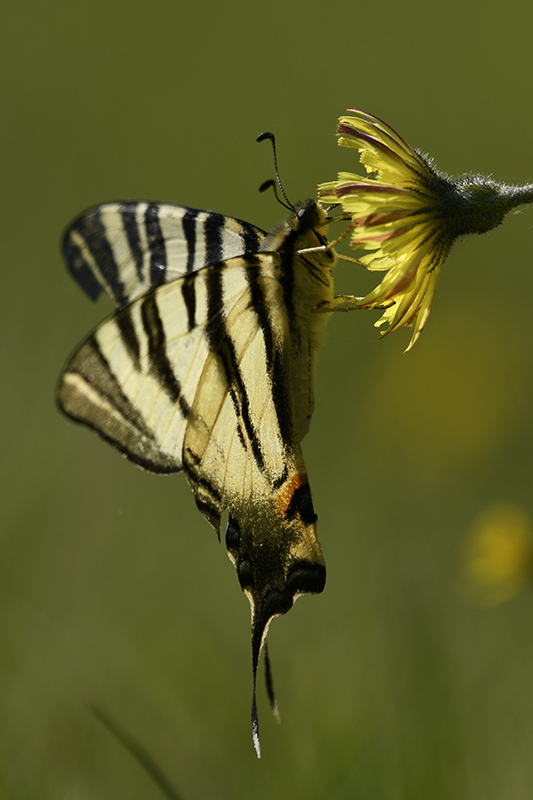 Photo Insectes Flambé (Iphiclides podalirius)