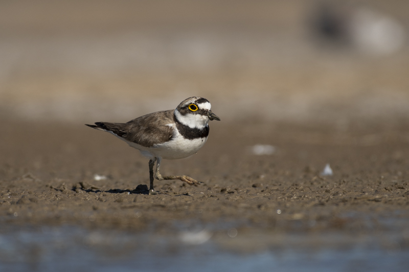 Photo Oiseaux Petit gravelot (Charadrius dubius)