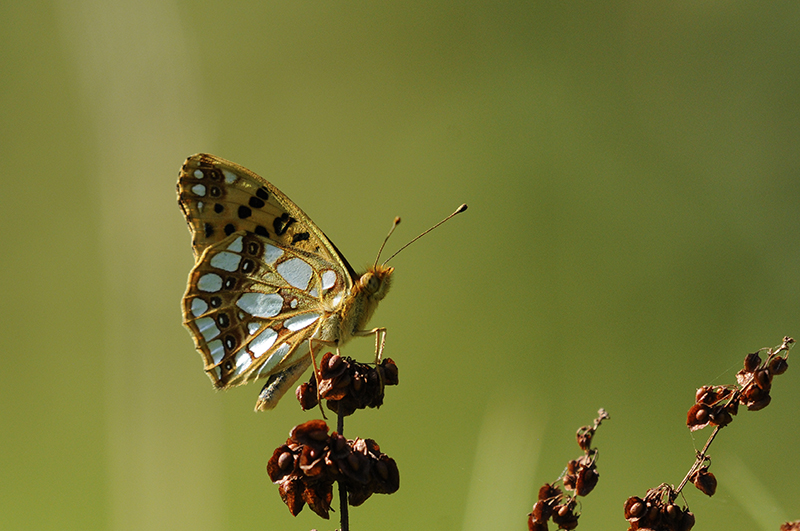 Photo Insectes Petit nacré (Issoria lathonia)