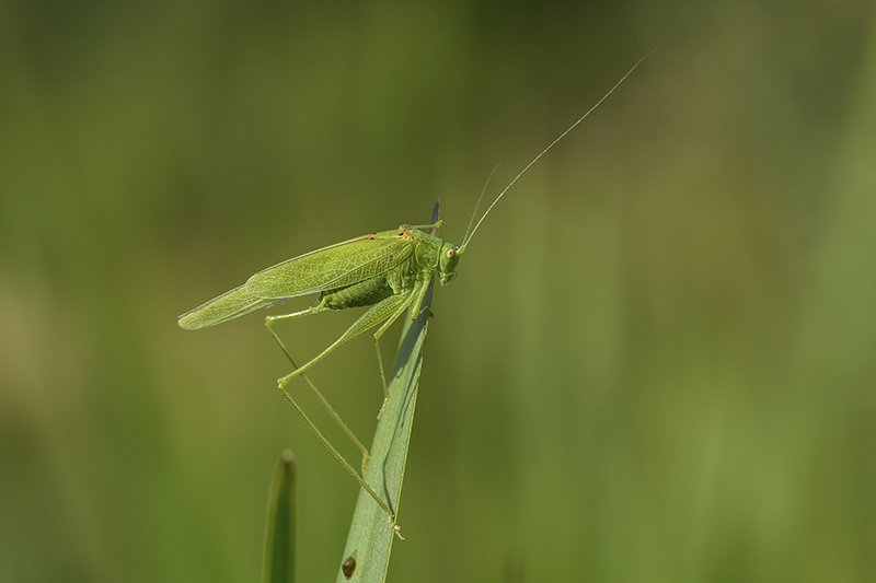 Photo Insectes Phanéroptère sp.